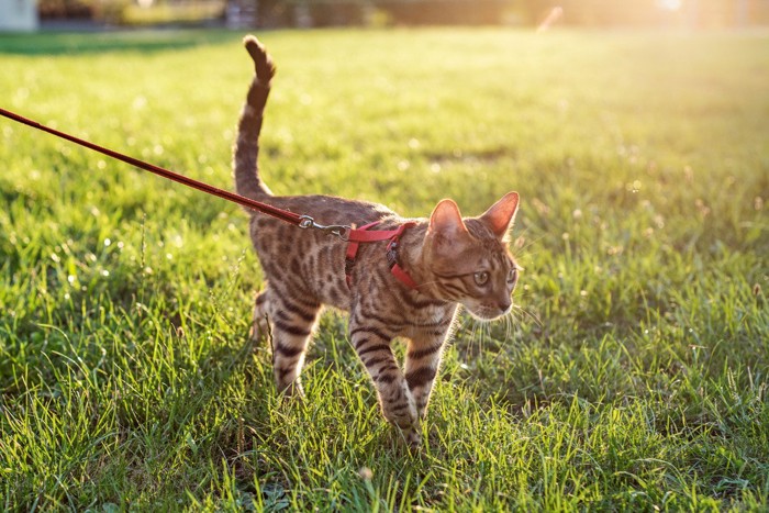 草むらを散歩する猫
