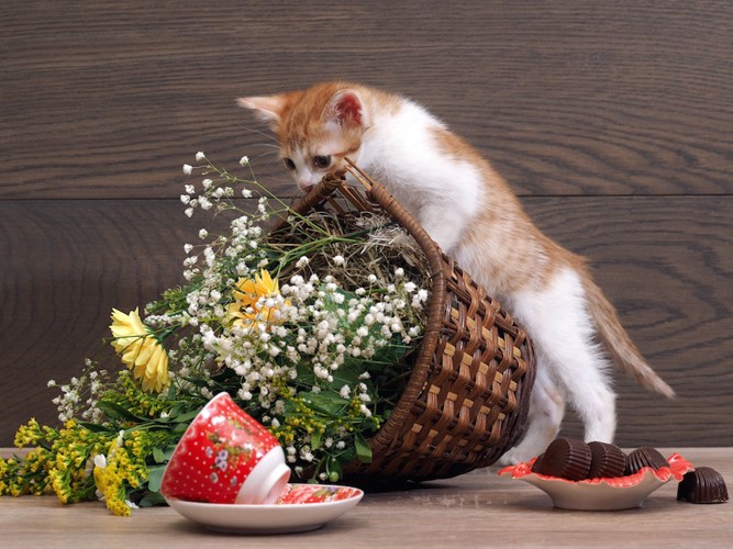 鉢植えやカップを倒す子猫