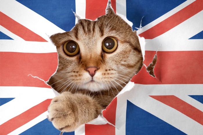 イギリス国旗から顔をのぞかせる猫