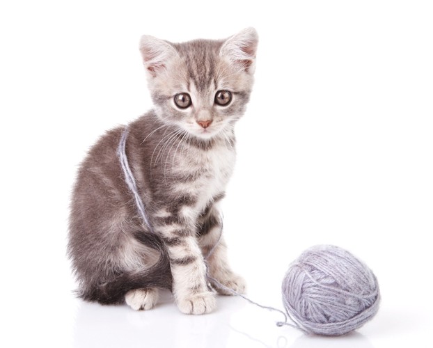 子猫と毛糸