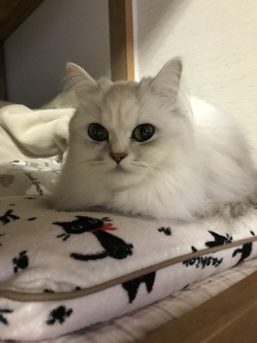 枕の上に乗る猫