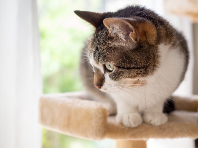 窓際のキャットタワーの上に座る猫
