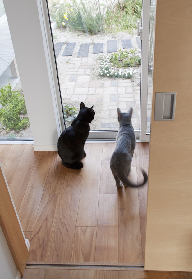 窓から外を眺める二匹の猫