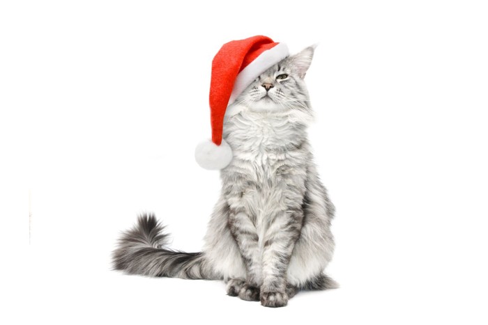 クリスマス帽をかぶった猫