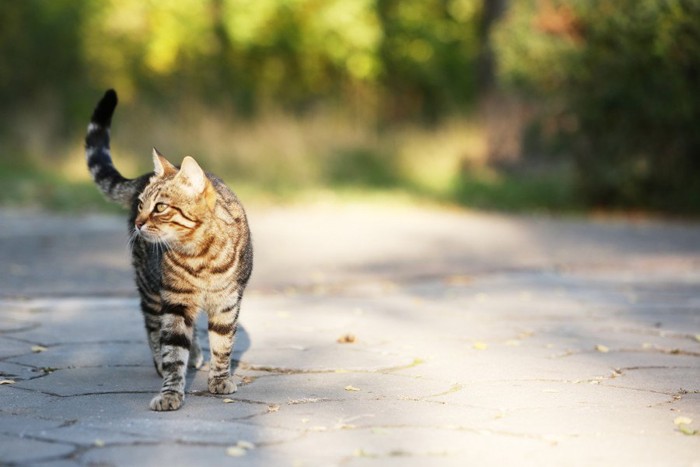 道を歩いている猫