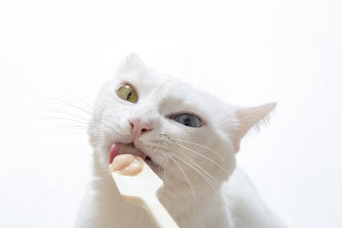 スプーンでペースト状の餌を食べる白猫