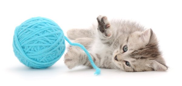 青い毛糸のおもちゃで遊ぶ子猫