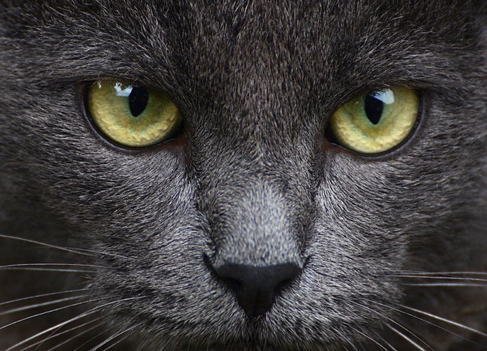 大きな瞳で見つめる猫の顔アップ