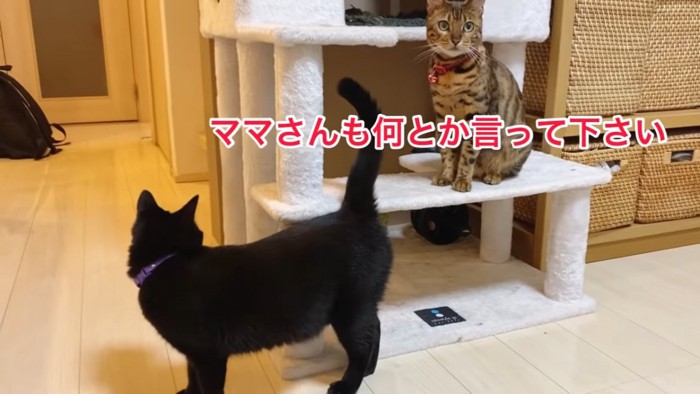 キャットタワーに座る猫と下で立つ猫