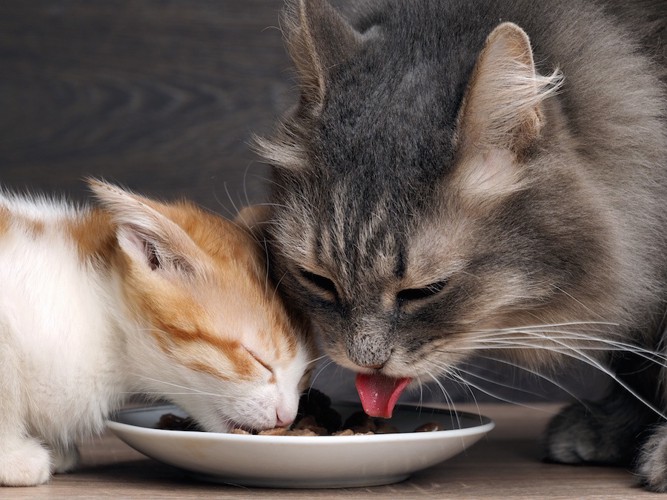 二匹でご飯を食べる猫