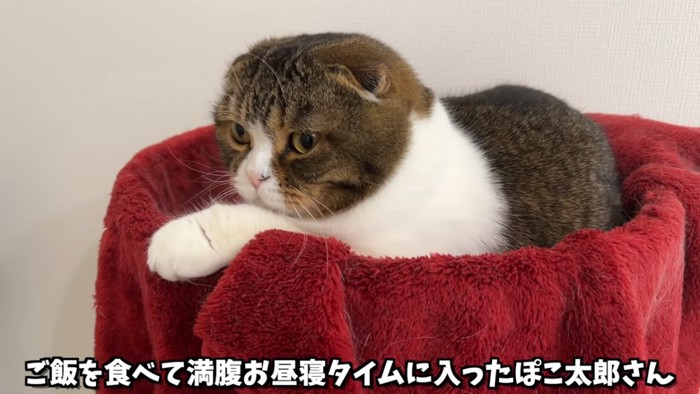 赤い毛布の上にいる猫