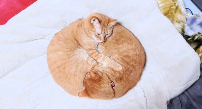 真ん丸の円を作って寝る2匹