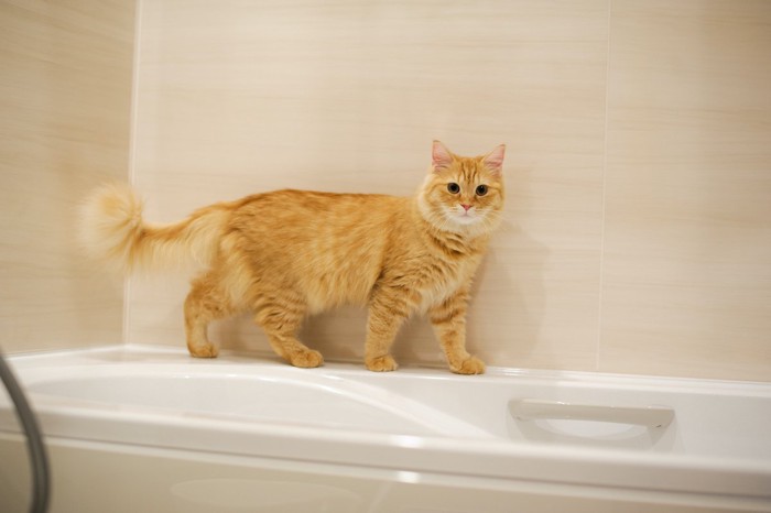 お風呂にいる猫