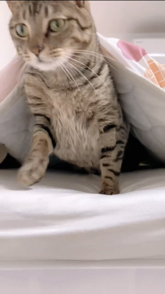 布団から出る猫