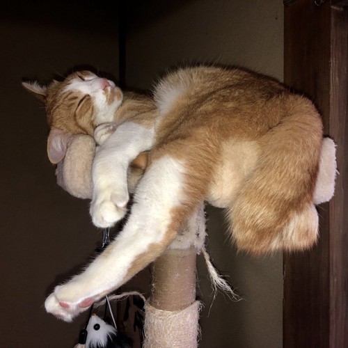 タワーで眠る猫
