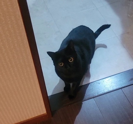 見上げる黒猫