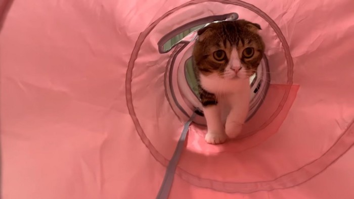 トンネルの中にいる猫