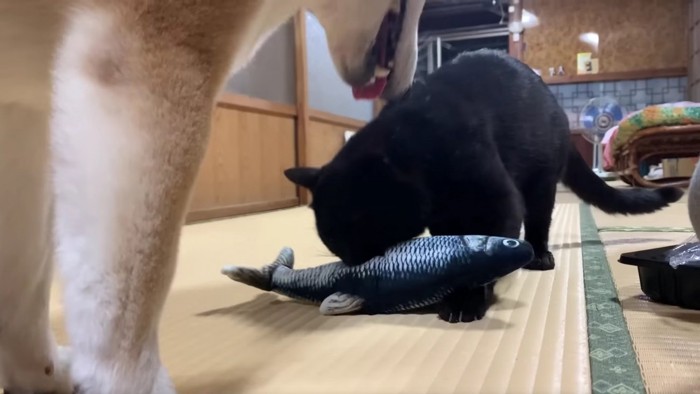 魚のおもちゃで遊ぶ黒猫