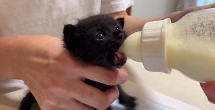 ミルクを飲む黒い子猫