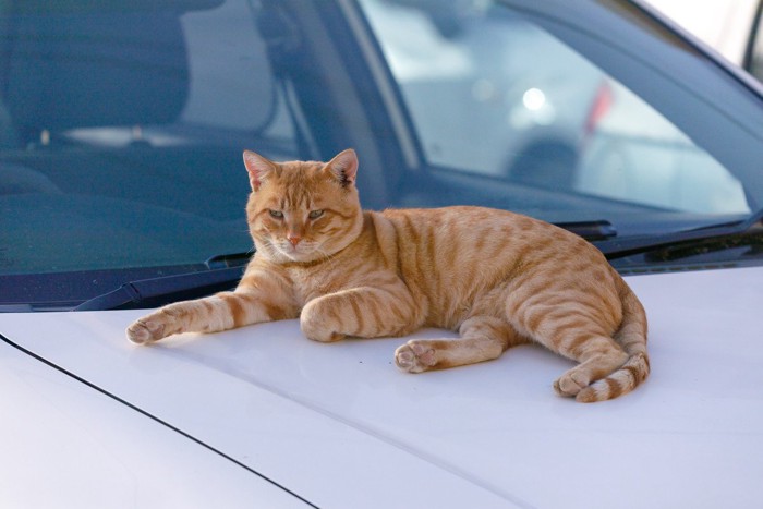 車のボンネットに乗っている猫