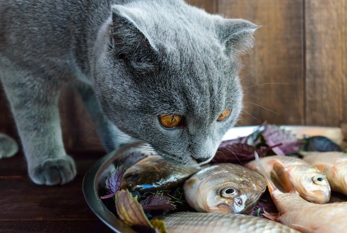 魚の匂いを嗅ぐグレーの猫