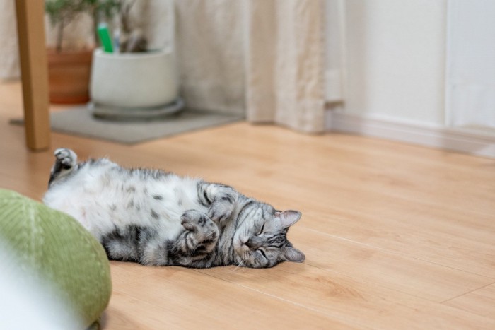 部屋でボーッとしている猫