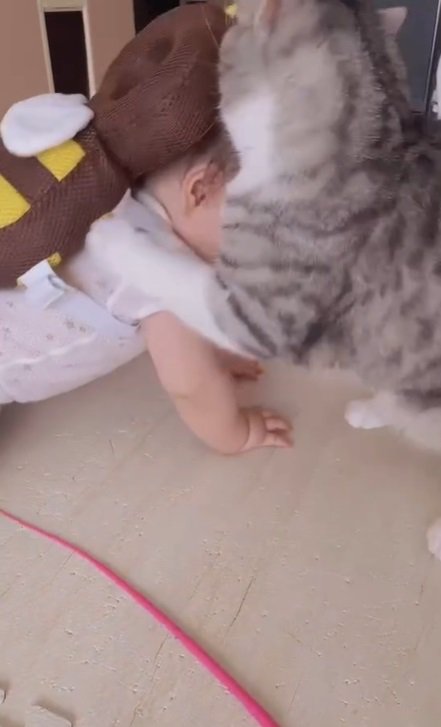 赤ちゃんを攻撃する猫