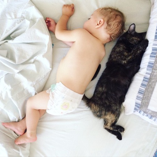 猫と一緒に寝る赤ちゃん