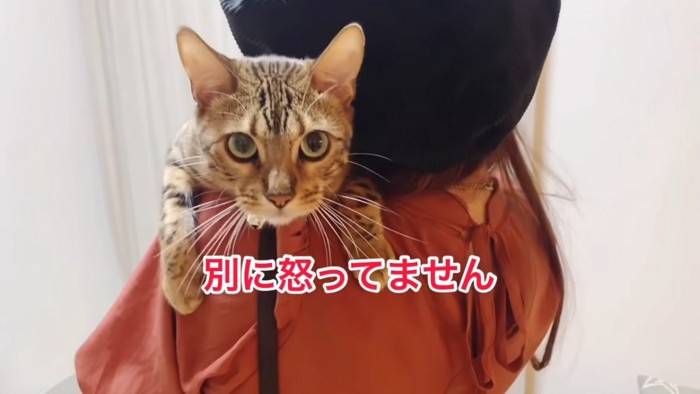 抱っこされて肩に前足を乗せている猫