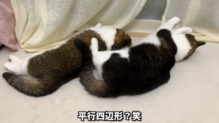 寝ている2匹の猫の背中