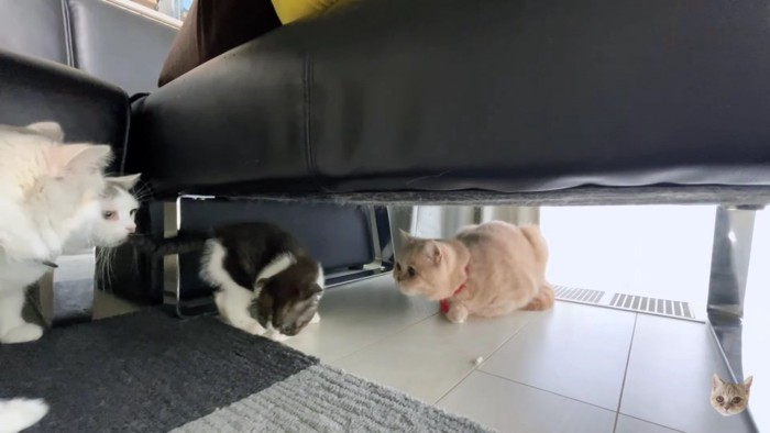 子猫を囲む3匹の猫