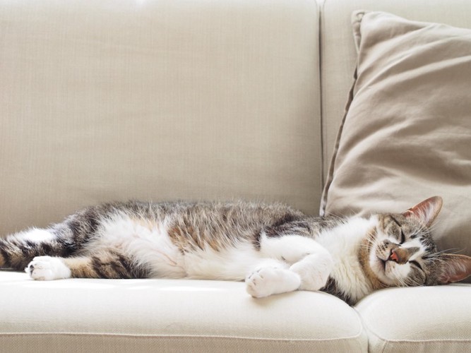 ソファーで熟睡している猫