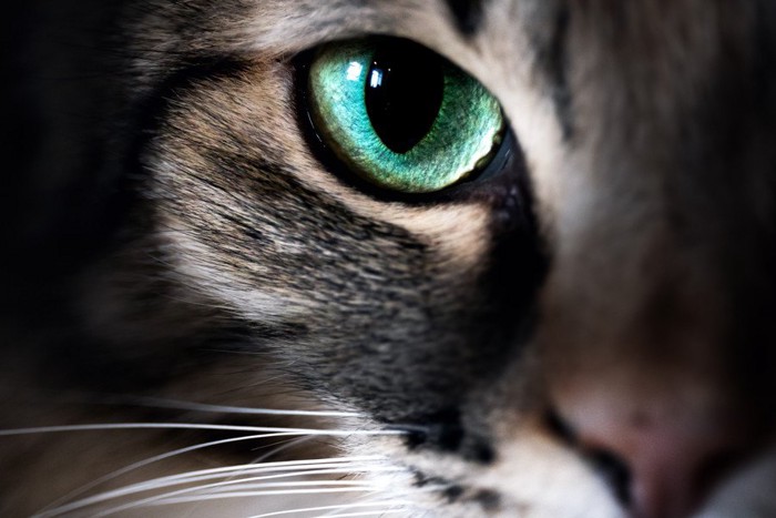 グリーンの瞳の猫