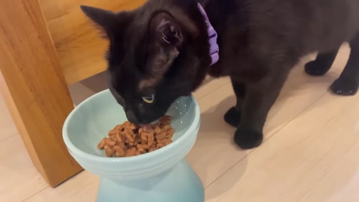 ごはんを食べる黒猫