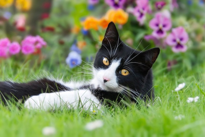 花畑で振り返るハチワレ猫