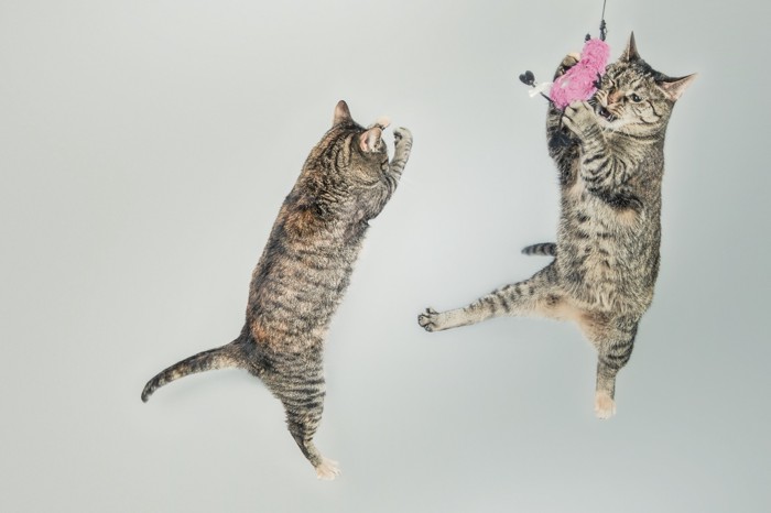 ジャンプする猫たち
