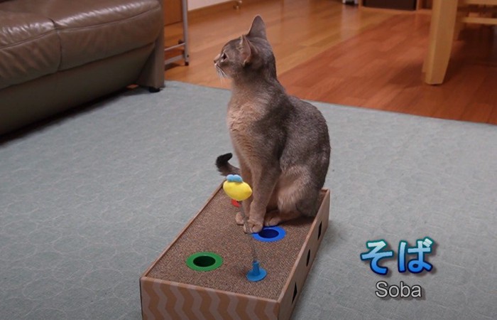 箱の上に立つ猫