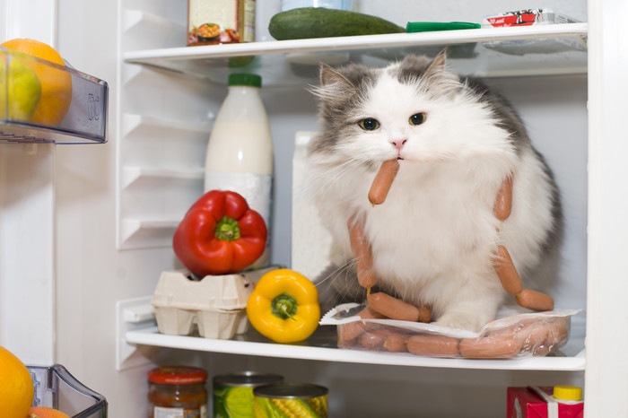 冷蔵庫をあさっている猫