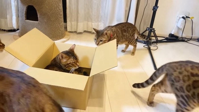箱の中で目を閉じる猫