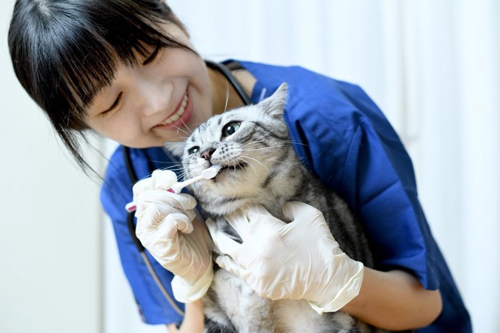 .猫の歯磨きをする獣医師