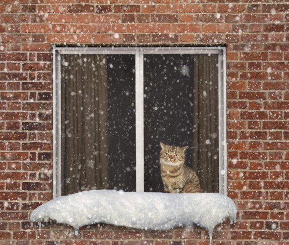 雪をみつめる猫