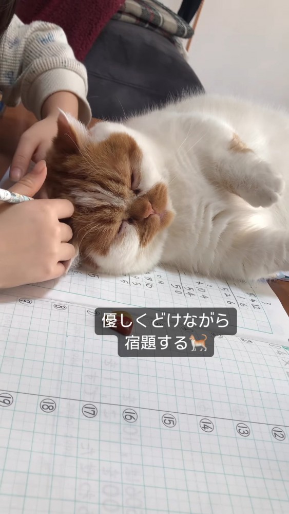 ノートの上で寝る猫