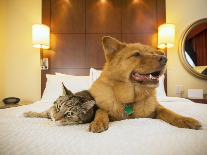  ホテルのベッドにいる犬と猫