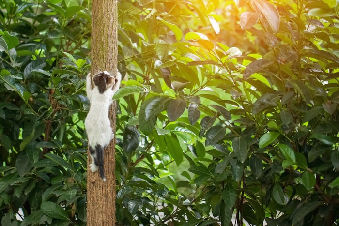 木に登っていく子猫