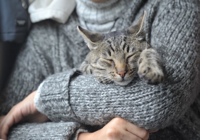 中絶をして飼い主に抱っこされて眠る猫