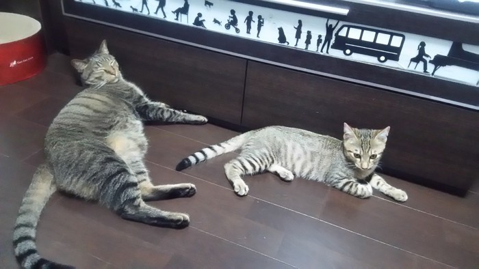 二匹の猫