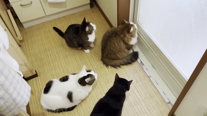 浴室のドア前に集合する猫4匹