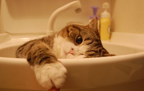 洗面器にいる猫まる