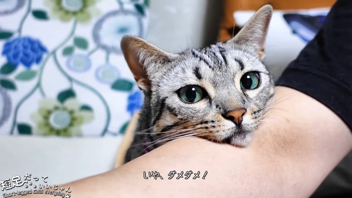人の腕にあごを乗せる猫