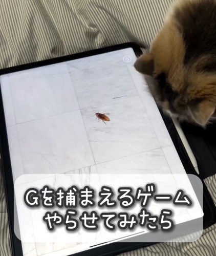 猫用ゲームアプリを起動